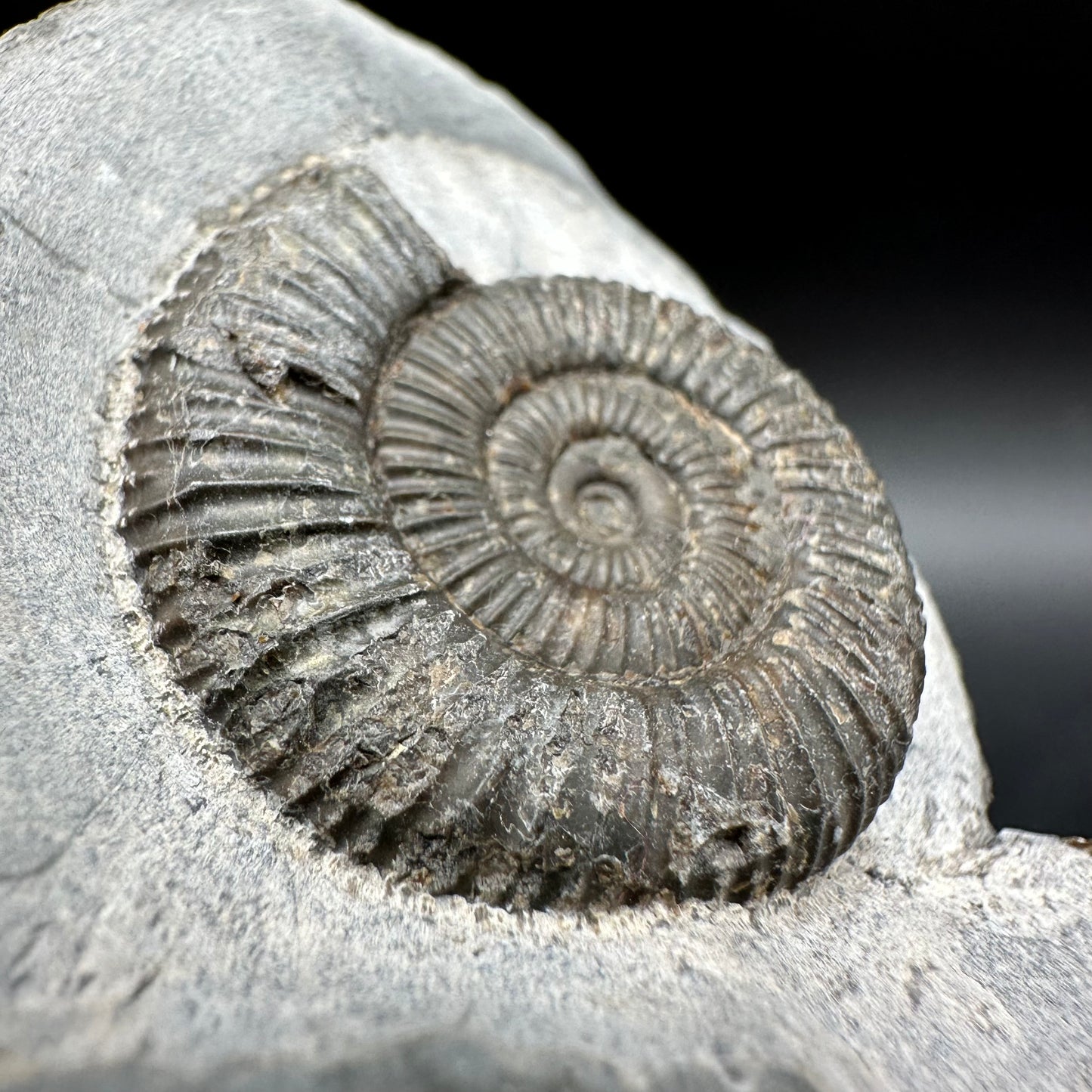 Dactylioceras Ammonite Fossil With Box And Stand - Whitby, North Yorkshire Jurassic Coast Yorkshire Fossils