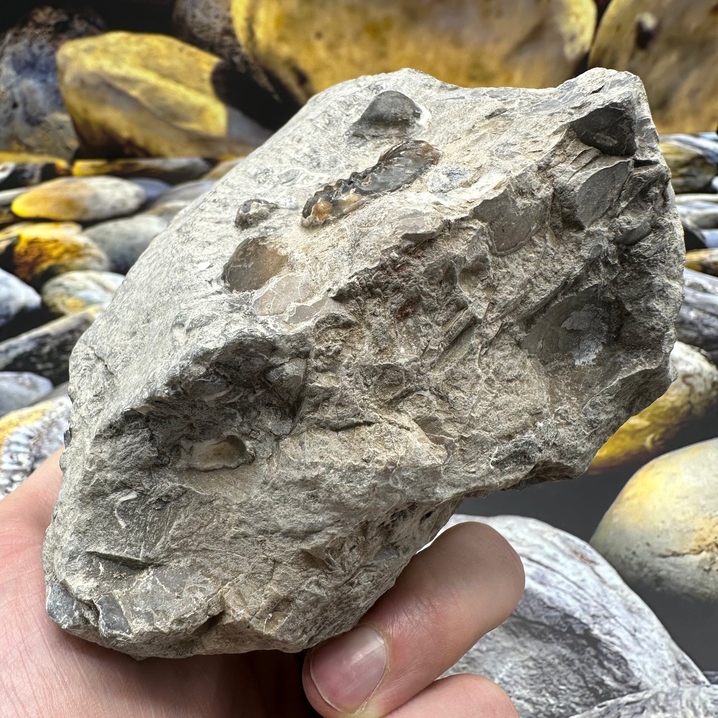 Amaltheus subnodosus ammonite fossil - Whitby, North Yorkshire Jurassic Coast, Yorkshire Fossils