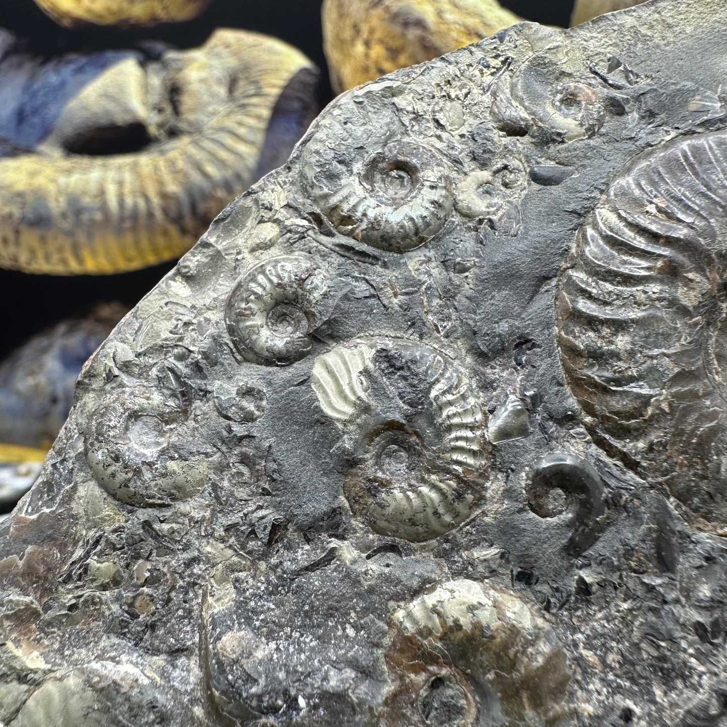 Eleganticeras Elegantulum ammonite fossil - Whitby, North Yorkshire Jurassic Coast Yorkshire Fossils