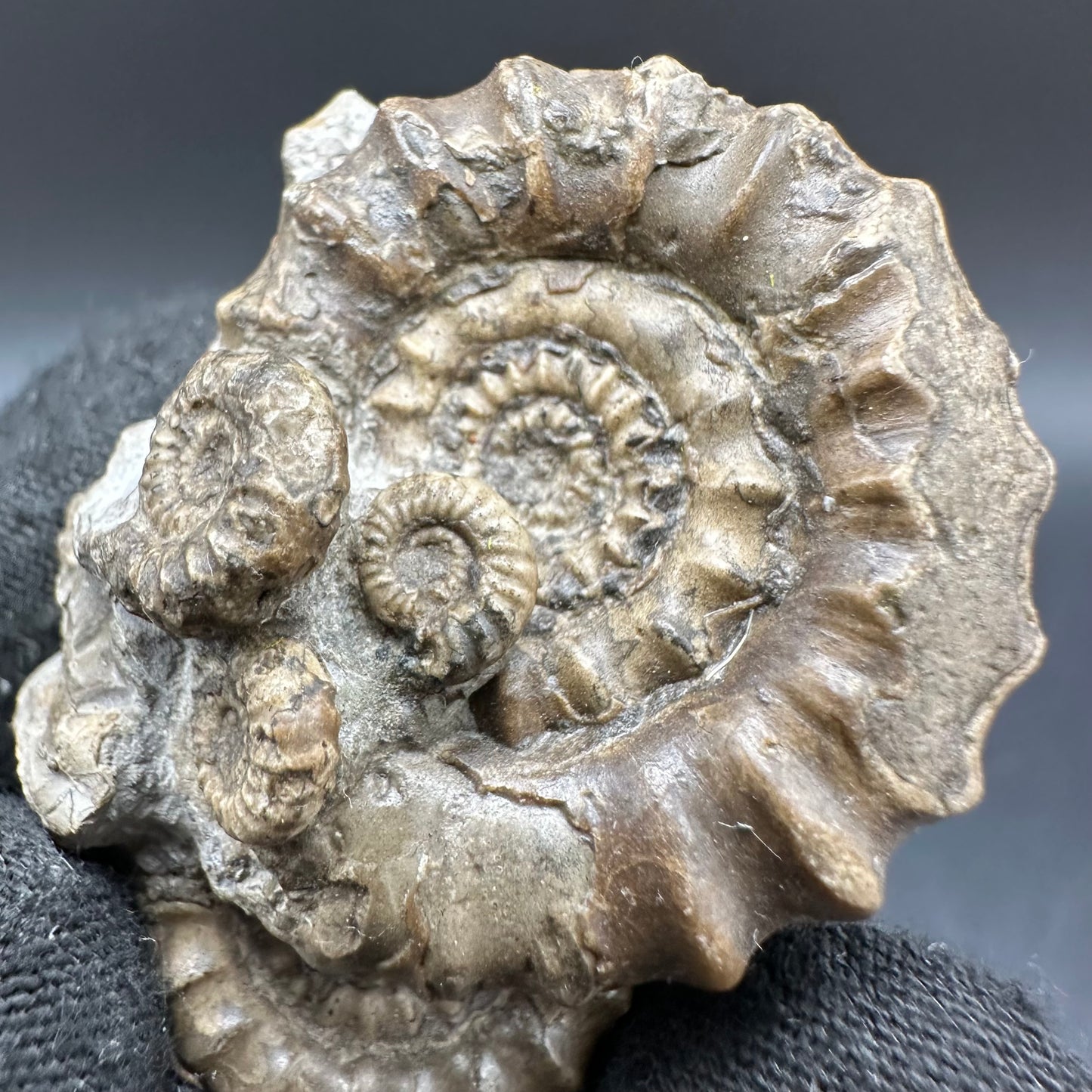 Gagaticeras Ammonite fossil with box and stand - Whitby, North Yorkshire Jurassic Coast Yorkshire Fossils