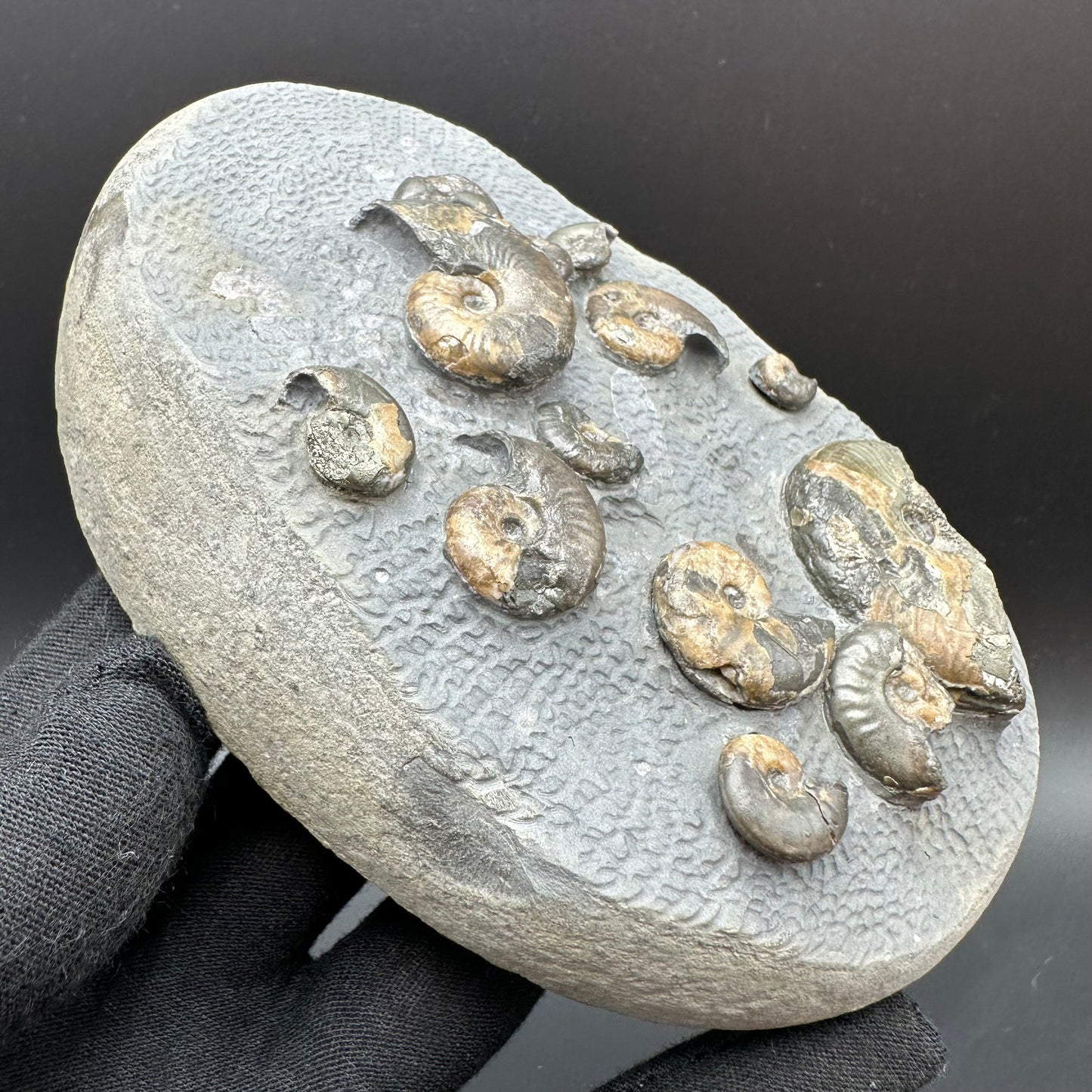 Eleganticeras Elegantulum ammonite fossil with box and stand - Whitby, North Yorkshire Jurassic Coast, Yorkshire Fossils