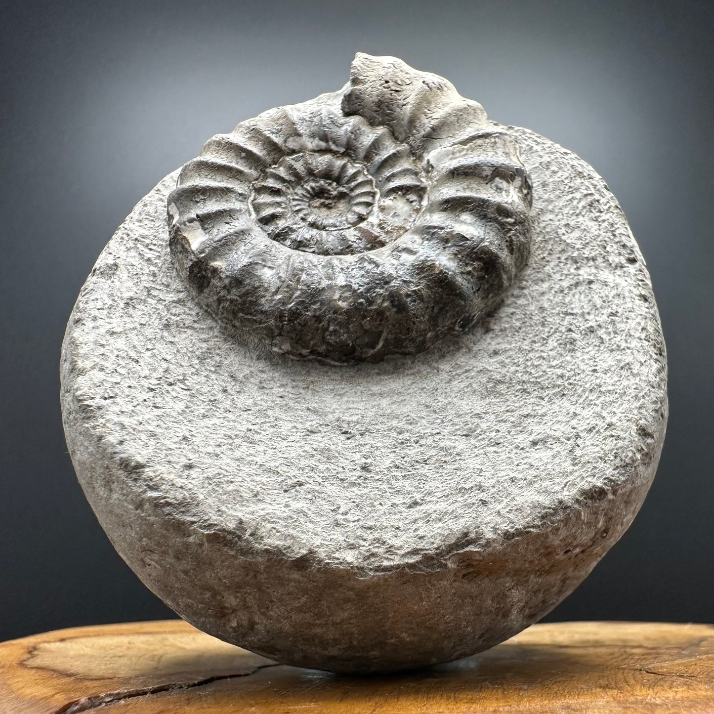 Androgynoceras maculatum ammonite fossil with box and stand - Whitby, North Yorkshire Jurassic Coast Yorkshire Fossils