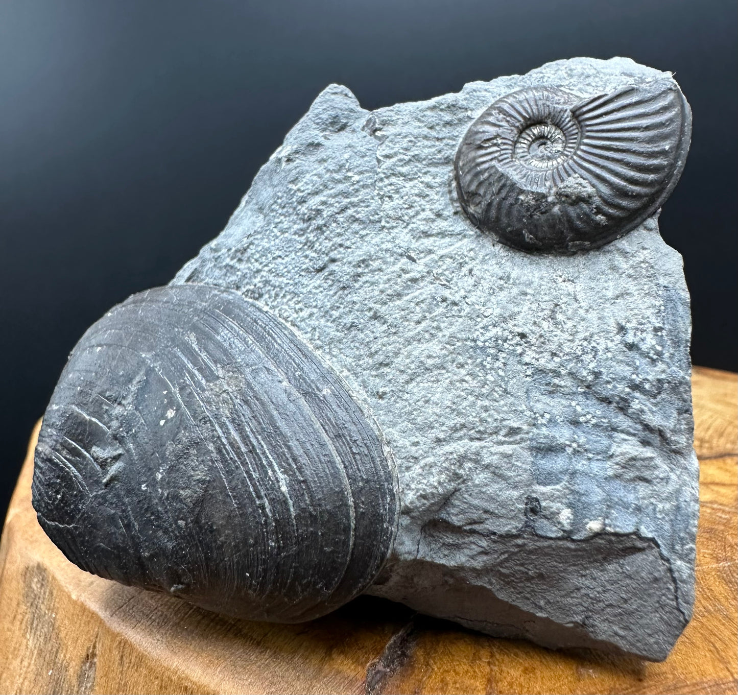 Eparietites Sp. Ammonite fossil with box and stand - Whitby, North Yorkshire Jurassic Coast Yorkshire Fossils