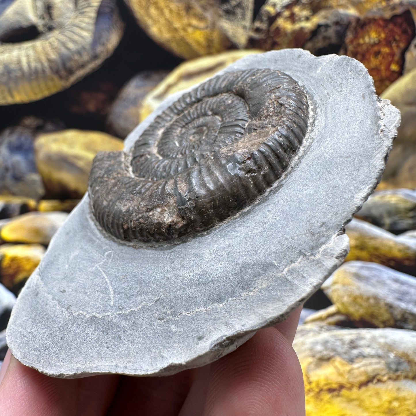 Dactylioceras ammonite fossil - Whitby, North Yorkshire Jurassic Coast