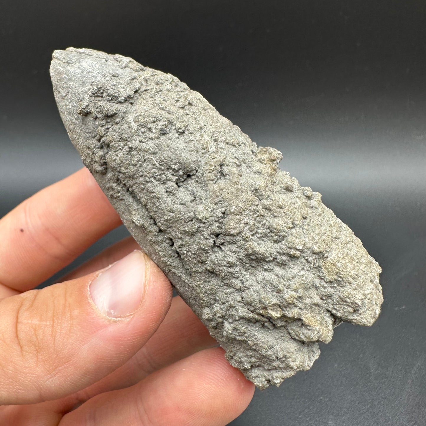 Belemnite (Fossil Squid) shell fossil with box and stand - Whitby, North Yorkshire Jurassic Coast Yorkshire Fossils