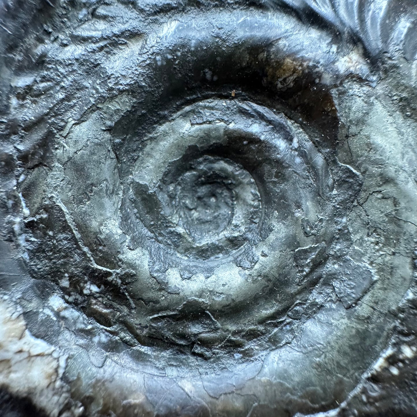 Hildoceras semipolitum Ammonite fossil with box and stand - Whitby, North Yorkshire Jurassic Coast, Yorkshire Fossils from the Jurassic Coast