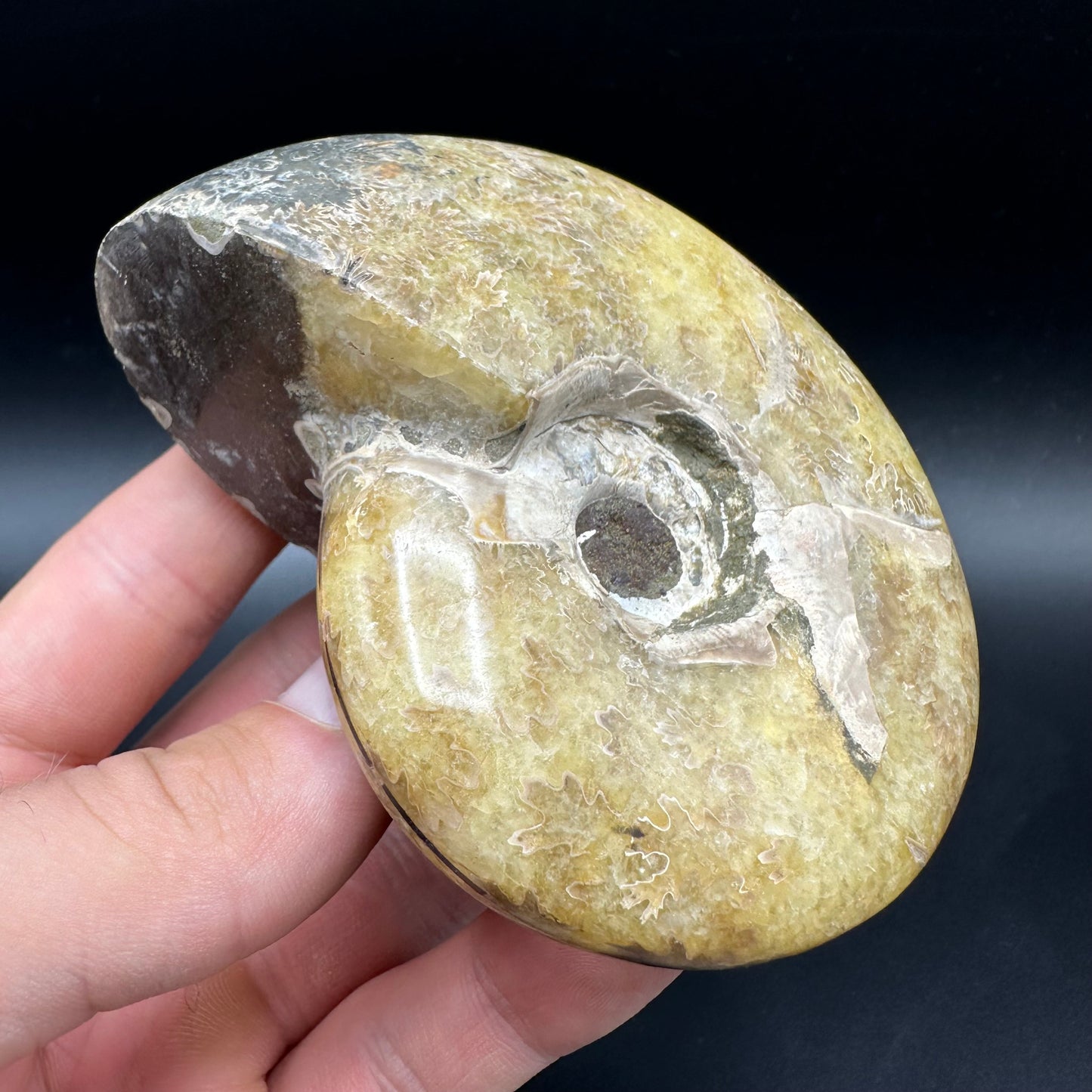 Puzosia Ammonite Fossil With Box And Stand - Cretaceous Ammonite Madagascar
