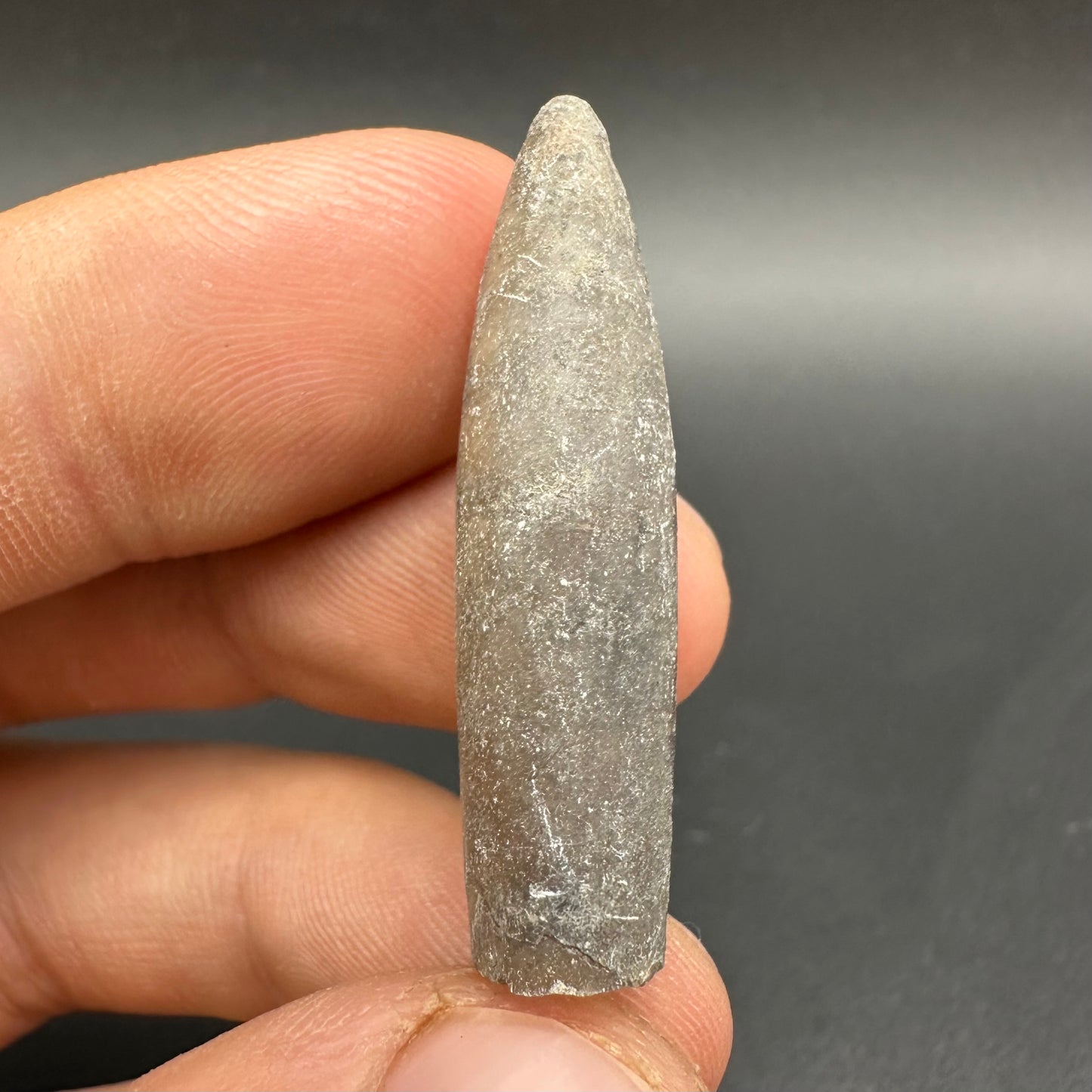 Belemnite (Fossil Squid) shell fossil - Whitby, North Yorkshire Jurassic Coast Yorkshire Fossils