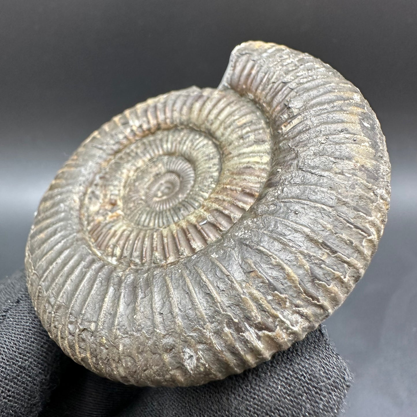 Dactylioceras Ammonite Fossil With Box And Stand - Whitby, North Yorkshire Jurassic Coast Yorkshire Fossils