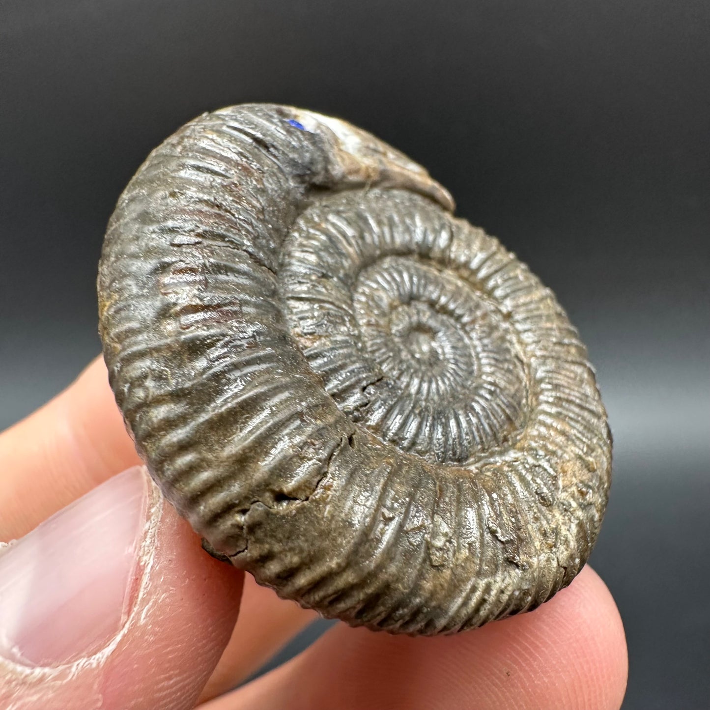 Snakestone Ammonite Fossil With Bag/Box And Stand - Whitby, North Yorkshire Jurassic Coast Yorkshire Fossils