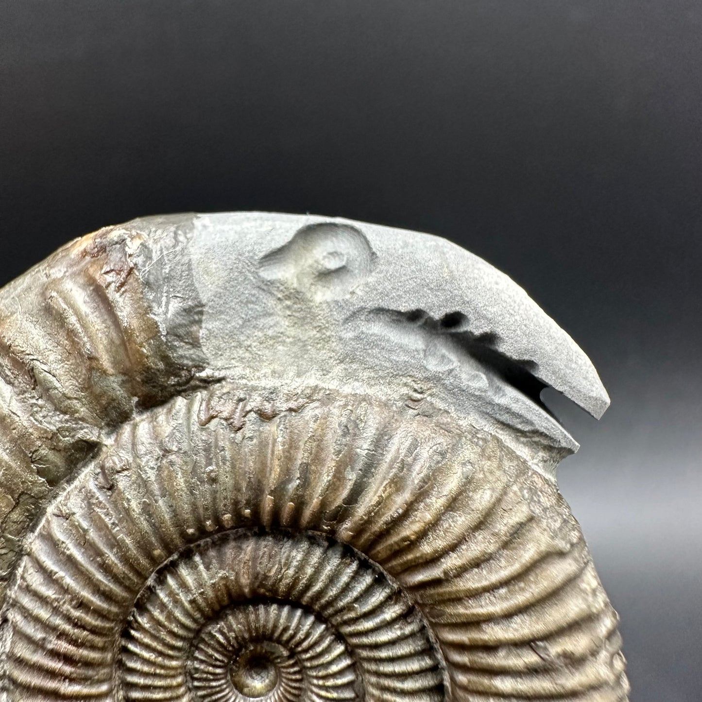 Hydra Snakestone Ammonite Fossil With Bag/Box And Stand - Whitby, North Yorkshire Jurassic Coast Yorkshire Fossils