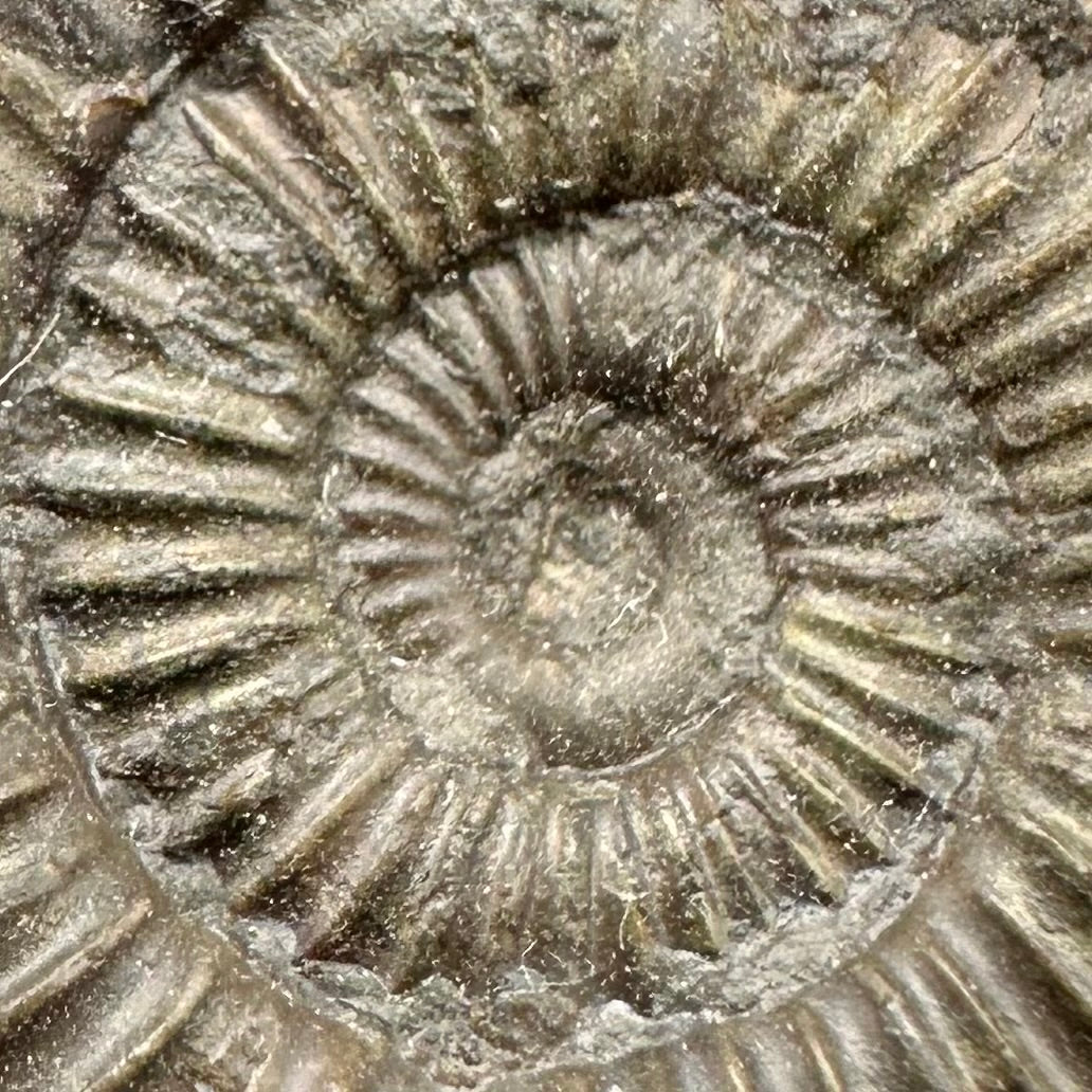 Dactylioceras Ammonite Fossil With Box And Stand - Whitby, North Yorkshire Jurassic Coast Yorkshire Fossils