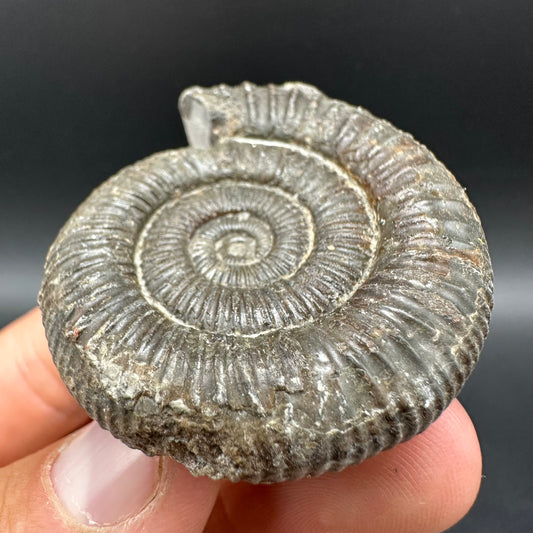 Dactylioceras Ammonite Fossil With Box And Stand - Whitby, North Yorkshire Jurassic Coast Yorkshire Fossils