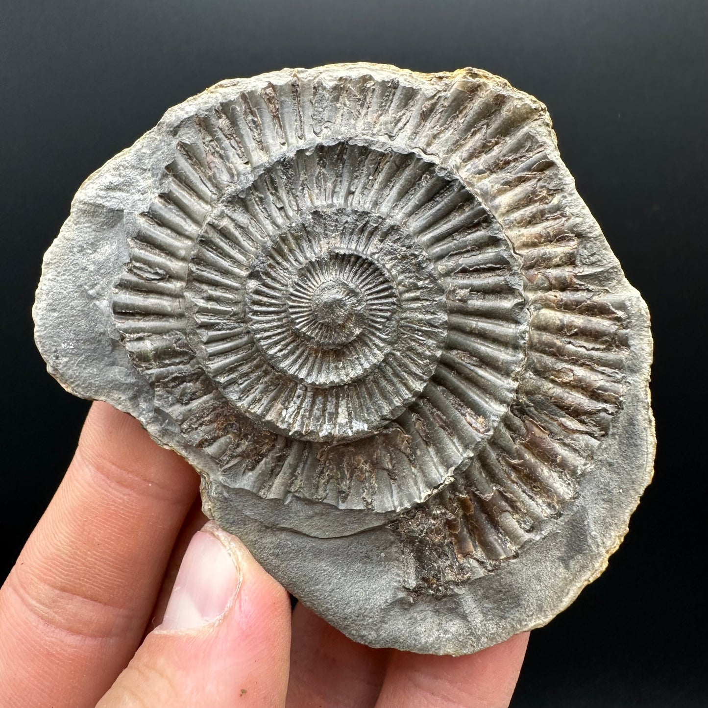 Dactylioceras Ammonite nodule (split pair) Fossil With Stand - Whitby, North Yorkshire Jurassic Coast Yorkshire Fossils