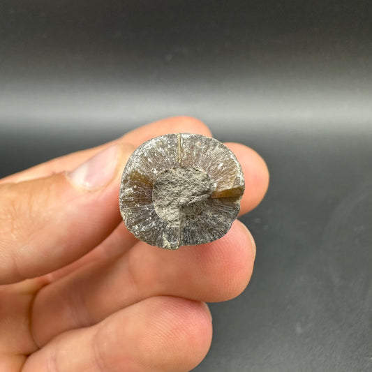 Belemnite (Fossil Squid) shell fossil - Whitby, North Yorkshire Jurassic Coast Yorkshire Fossils