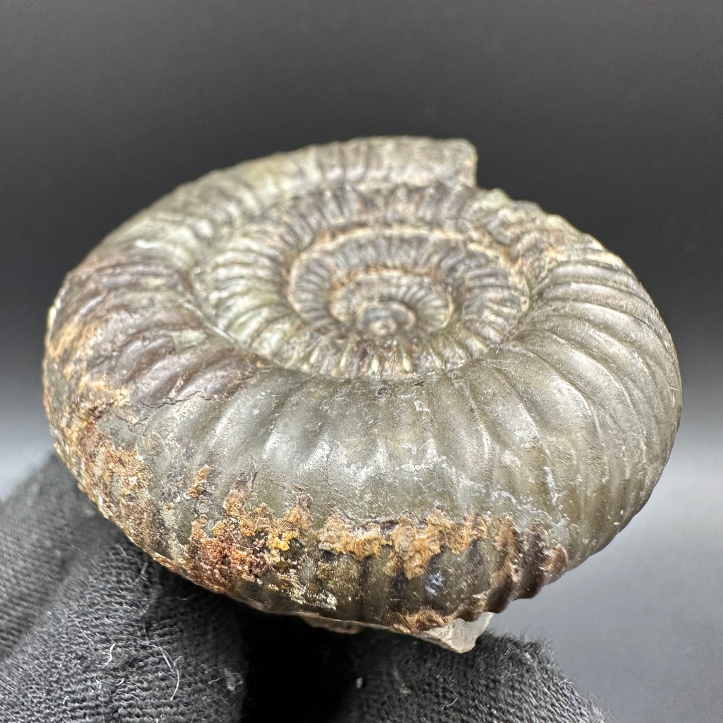 Catacoeloceras Sp. ammonite fossil with box and stand- Whitby, North Yorkshire Jurassic Coast Yorkshire Fossils