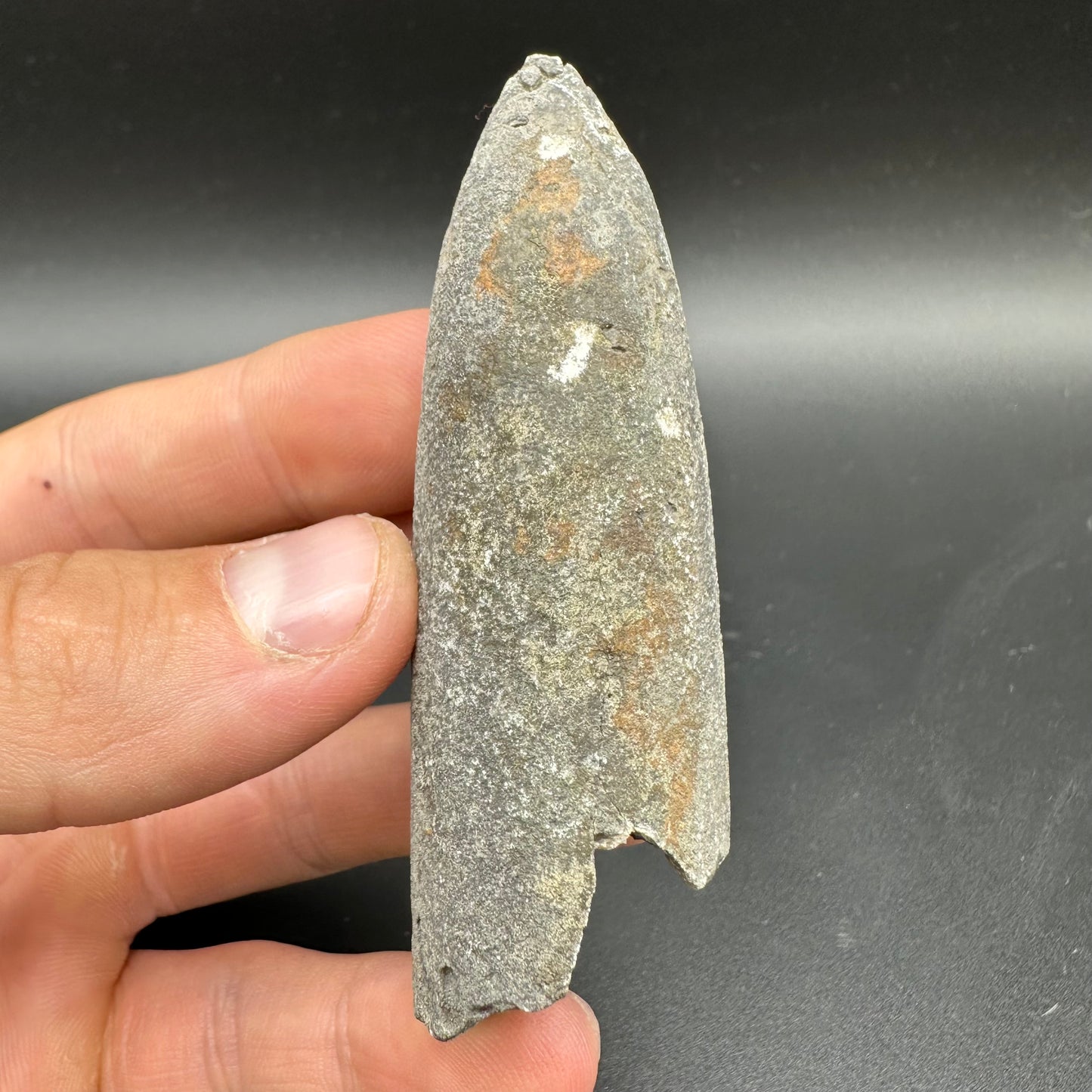 Belemnite (Fossil Squid) shell fossil - Whitby, North Yorkshire Jurassic Coast Yorkshire Fossils