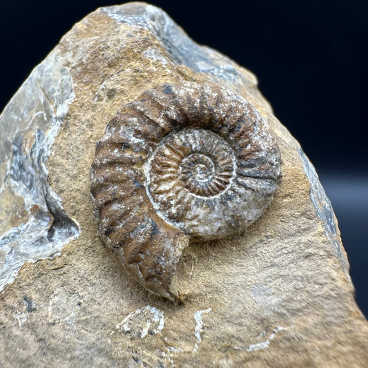 Androgynoceras capricornus Ammonite fossil with box and stand - Whitby, North Yorkshire Jurassic Coast Yorkshire Fossils