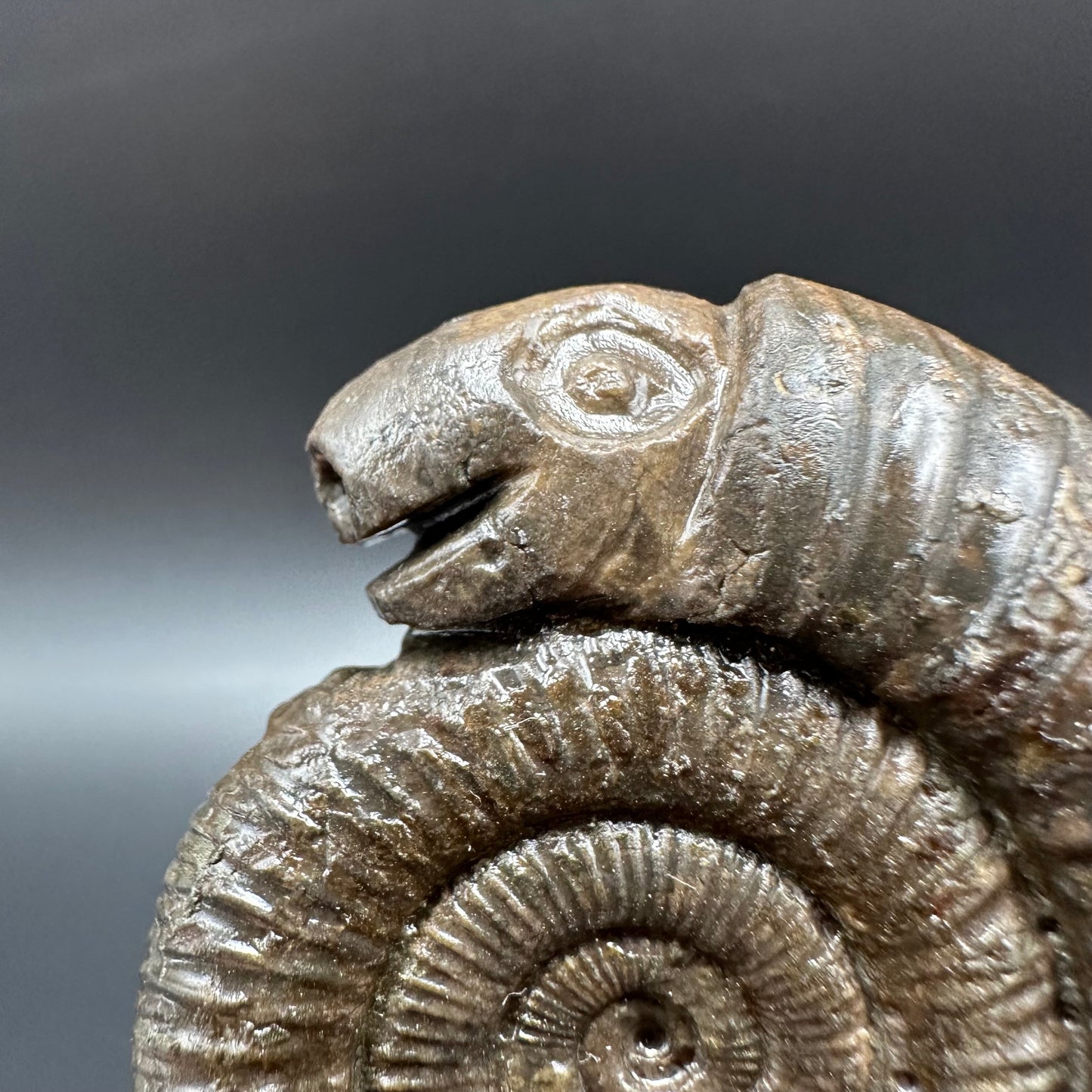 Snakestone Ammonite Fossil With Bag/Box And Stand - Whitby, North Yorkshire Jurassic Coast Yorkshire Fossils