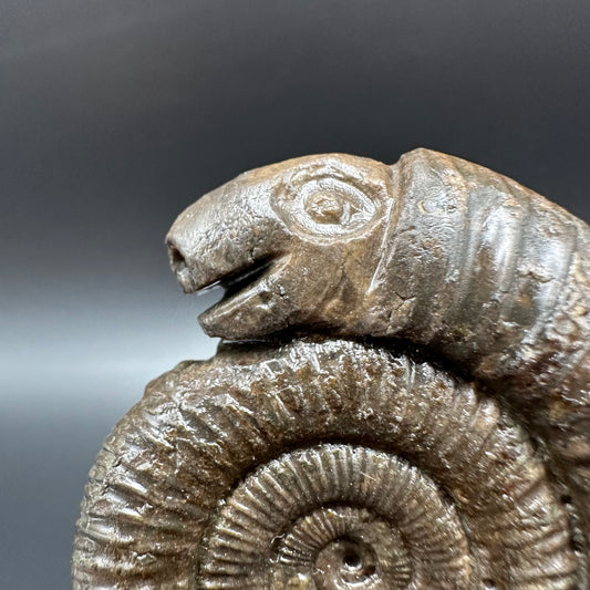 Snakestone Ammonite Fossil With Bag/Box And Stand - Whitby, North Yorkshire Jurassic Coast Yorkshire Fossils