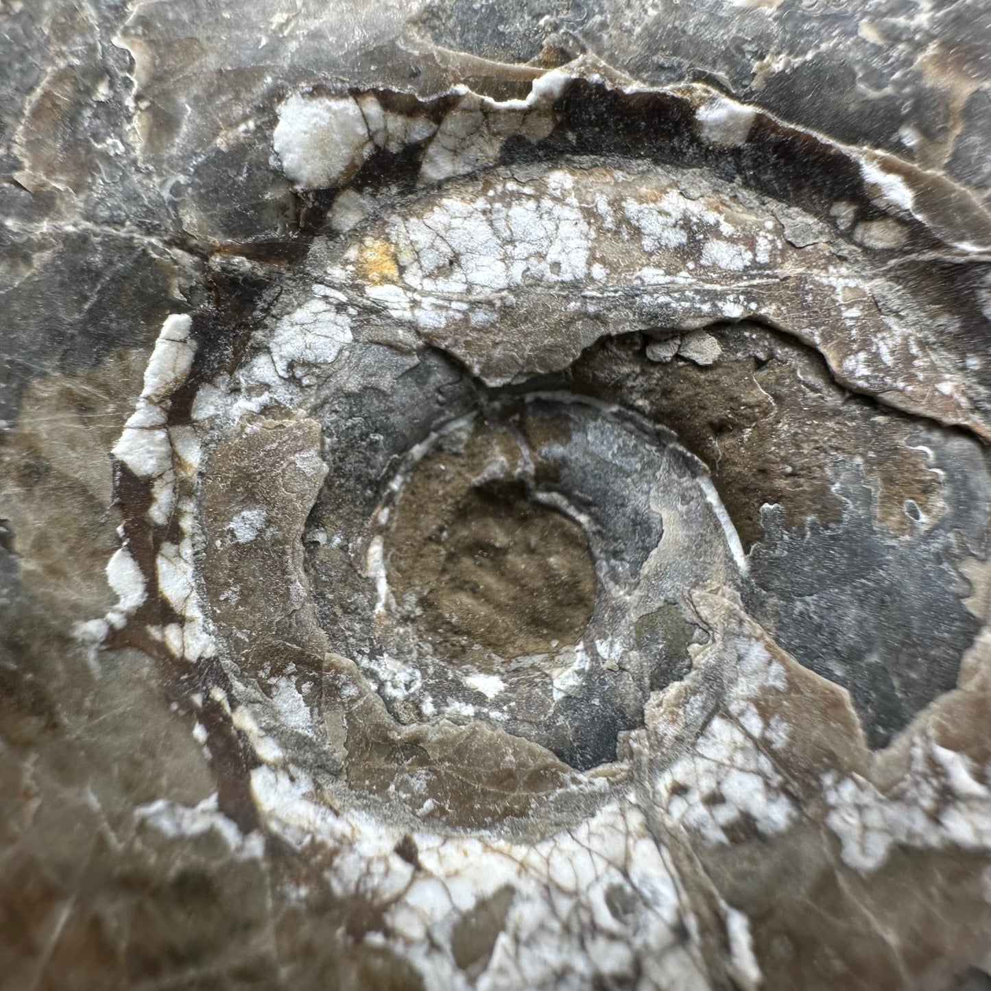 Hildoceras Bifrons Ammonite fossil with box and stand - Whitby, North Yorkshire Jurassic Coast, Yorkshire Fossils from the Jurassic Coast