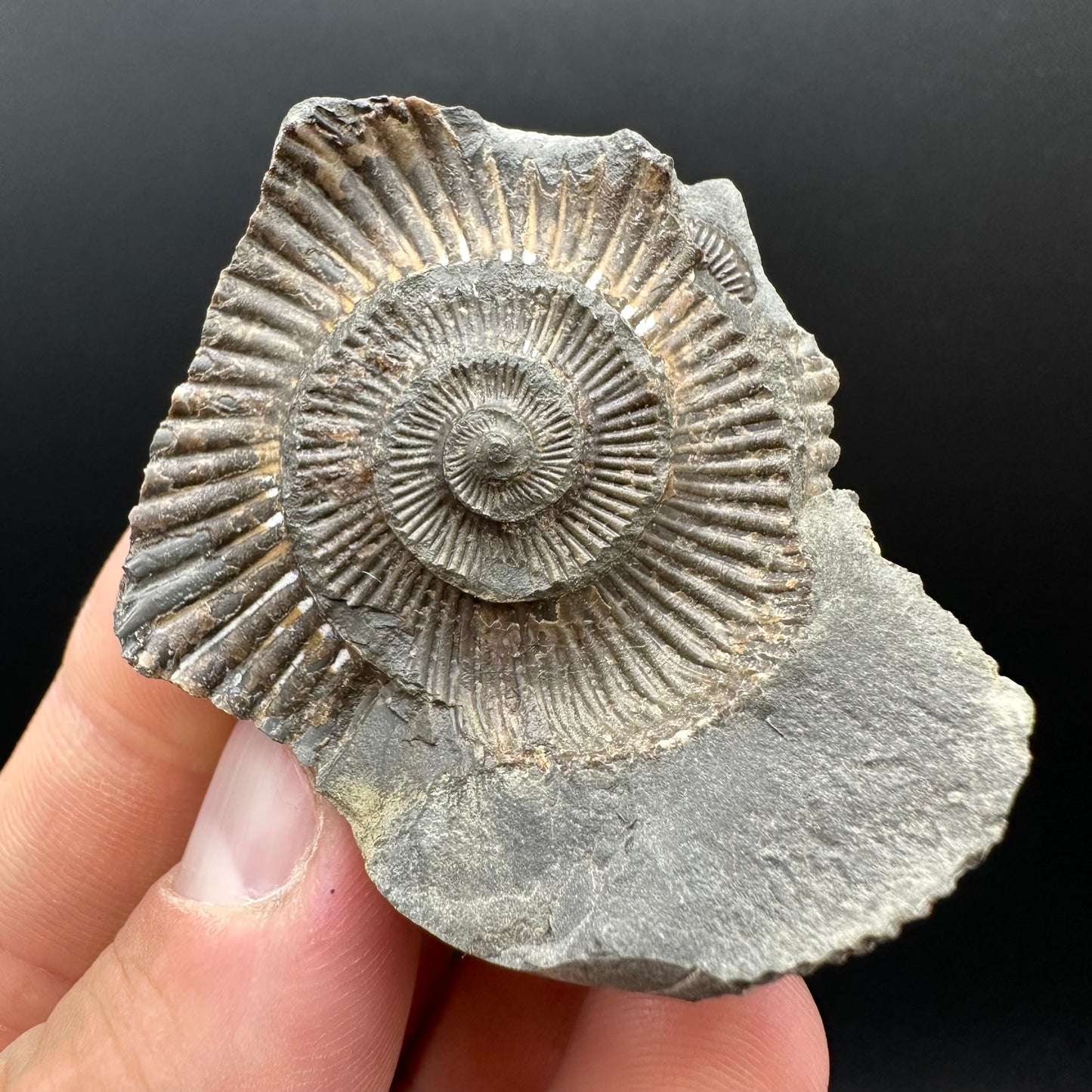 Dactylioceras Ammonite nodule (split pair) Fossil With Box And Stand - Whitby, North Yorkshire Jurassic Coast Yorkshire Fossils