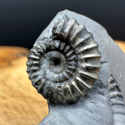 Promicroceras ammonite shell fossil with box and stand - Whitby, North Yorkshire Jurassic Coast Yorkshire Fossils