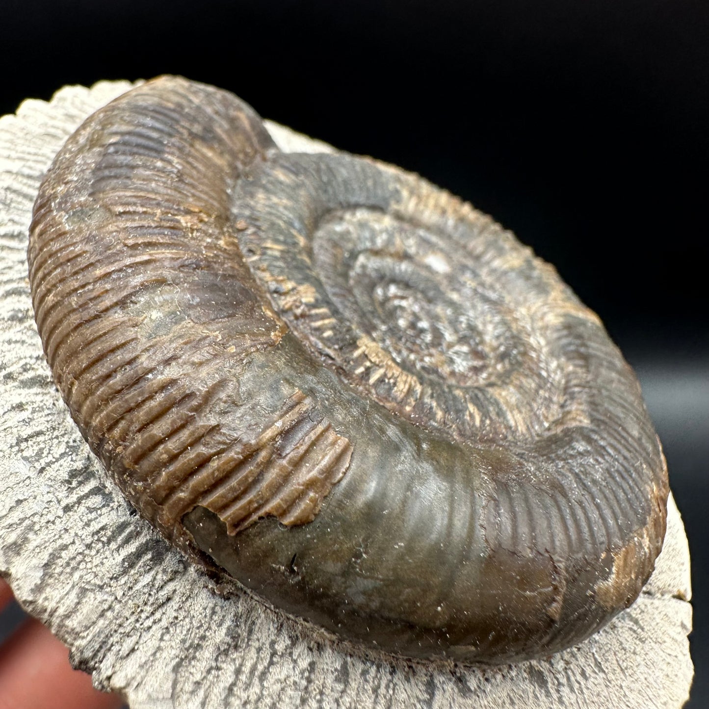 Dactylioceras tenuicostatum Ammonite fossil with box and stand - Whitby, North Yorkshire Jurassic Coast