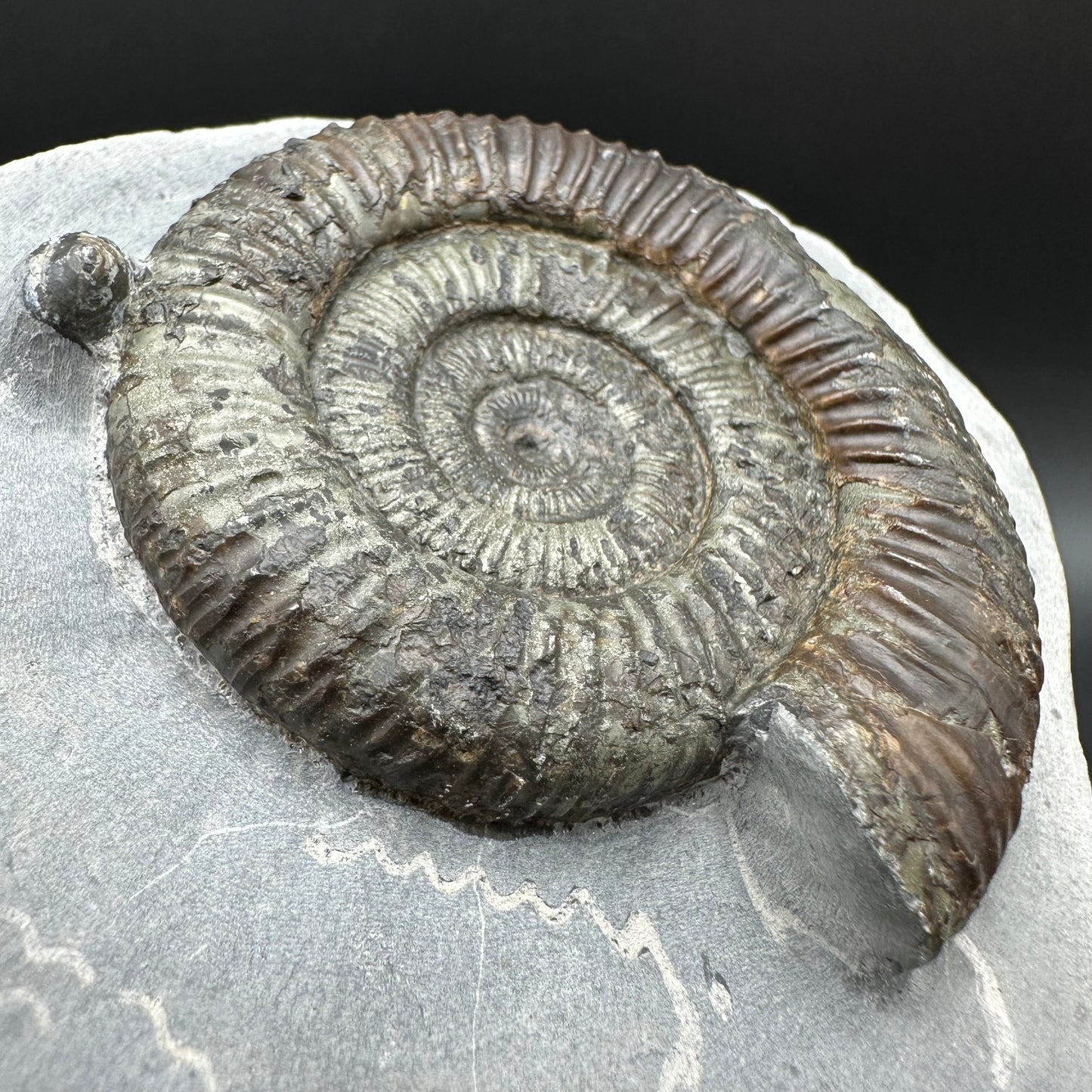 Dactylioceras Ammonite Fossil With Box And Stand - Whitby, North Yorkshire Jurassic Coast Yorkshire Fossils