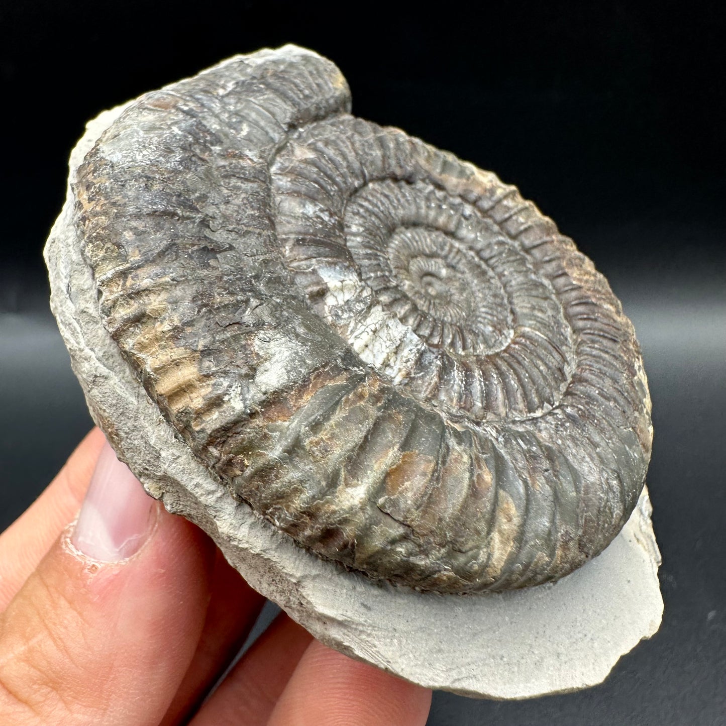 Dactylioceras Ammonite Fossil With Box And Stand - Whitby, North Yorkshire Jurassic Coast Yorkshire Fossils