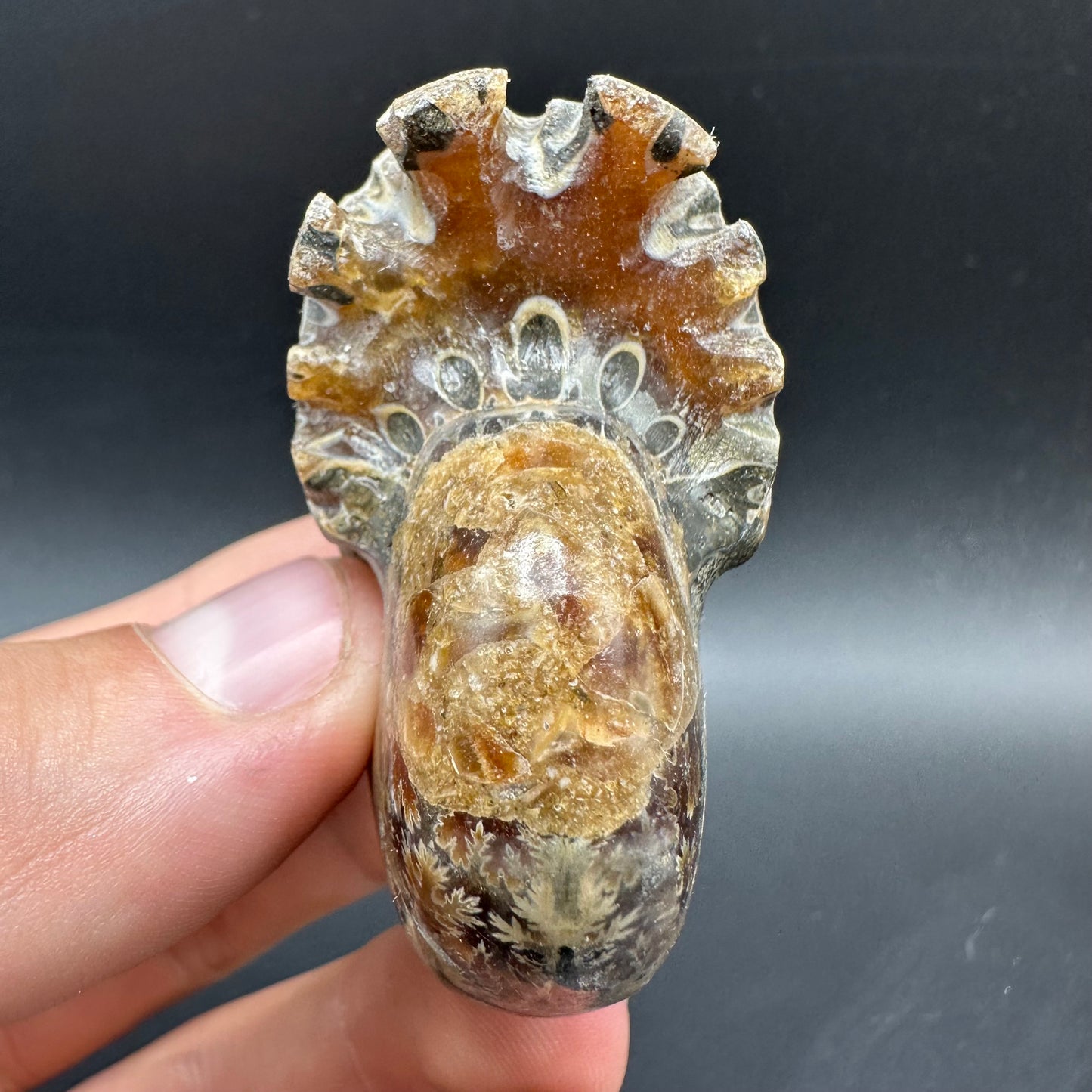 Phylloceras Ammonite Fossil With Box And Stand - Cretaceous Ammonite Madagascar