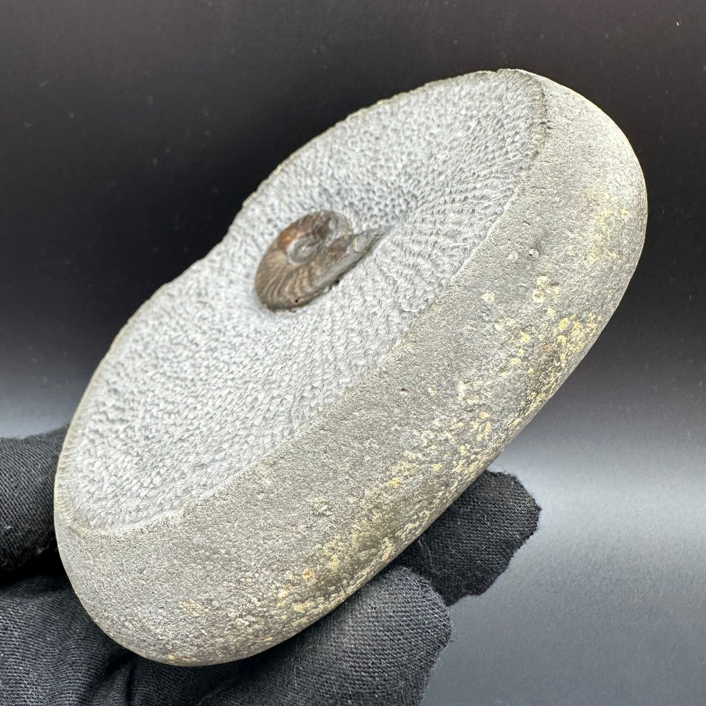 Eleganticeras Elegantulum ammonite fossil with box and stand - Whitby, North Yorkshire Jurassic Coast, Yorkshire Fossils