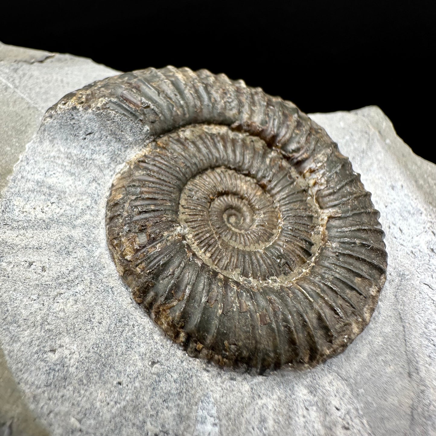 Dactylioceras Ammonite Fossil With Box And Stand - Whitby, North Yorkshire Jurassic Coast Yorkshire Fossils