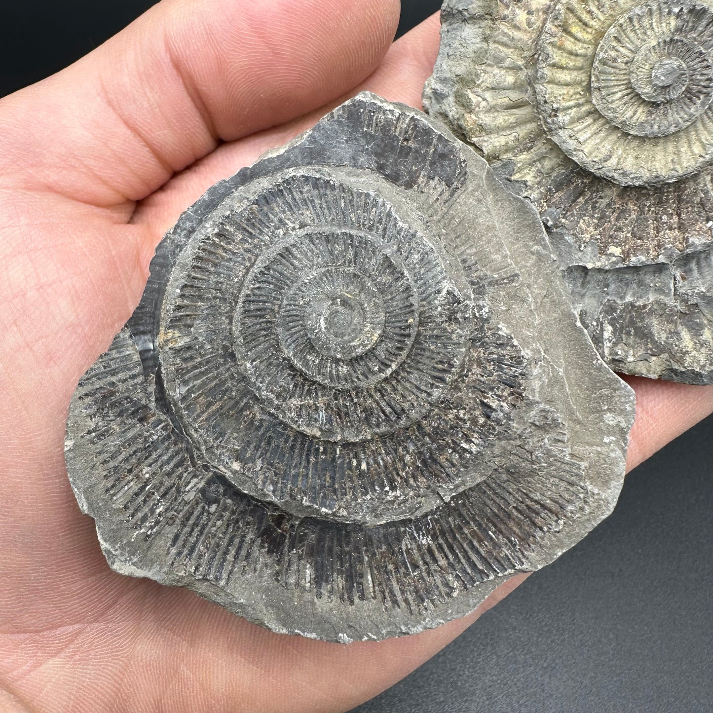 Dactylioceras imprint (negative) bundle ammonite shell fossil with box - Whitby, North Yorkshire, Yorkshire Fossils