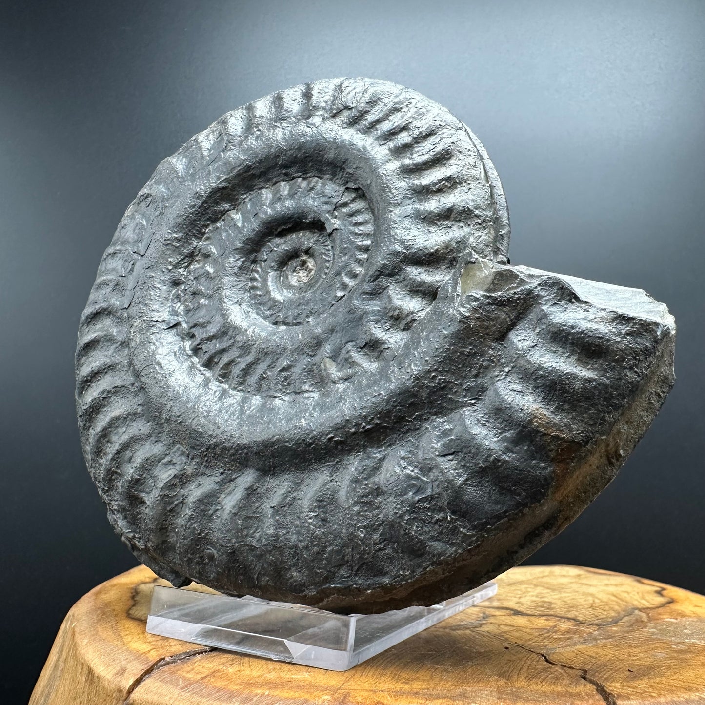 Hildoceras lusitanicum Ammonite fossil with stand - Whitby, North Yorkshire, Jurassic Coast, Yorkshire Fossils from the Jurassic Coast