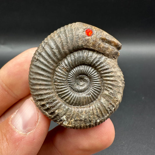 Snakestone Ammonite Fossil With Bag/Box And Stand - Whitby, North Yorkshire Jurassic Coast Yorkshire Fossils