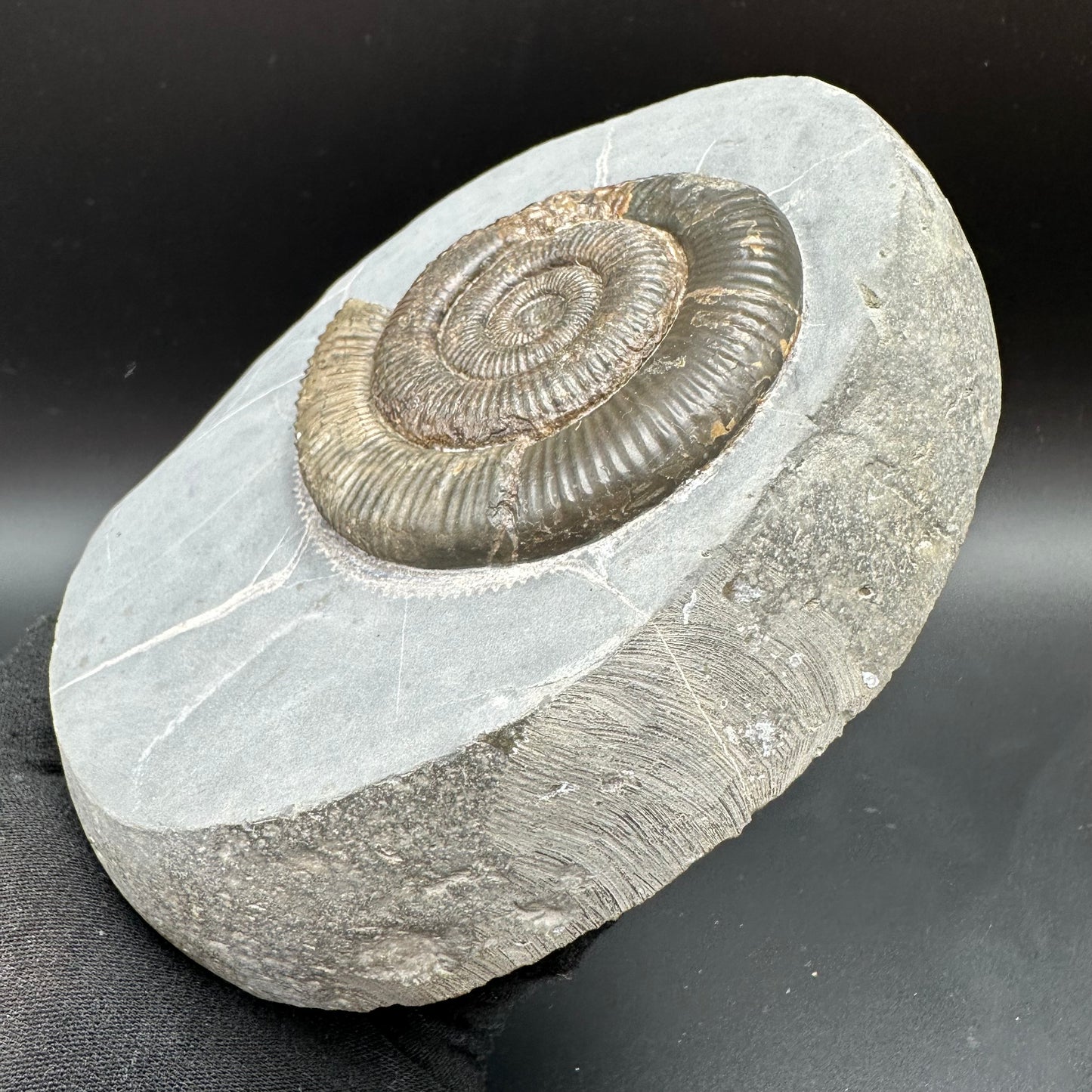 Zugodactylites Ammonite fossil with stand - Whitby, North Yorkshire Jurassic Coast, Yorkshire fossils