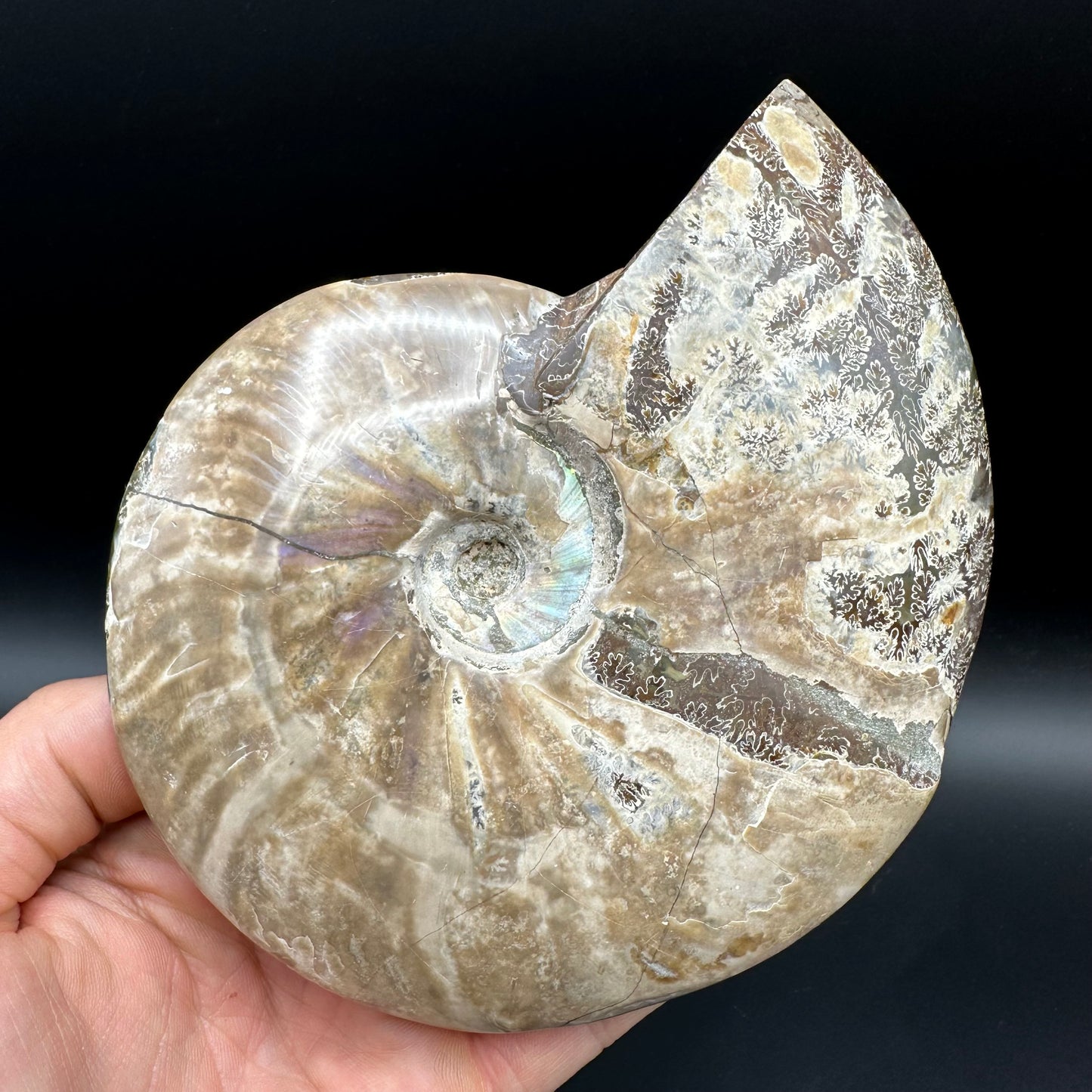 Cleoniceras Ammonite Fossil With Stand - Cretaceous Ammonite Madagascar