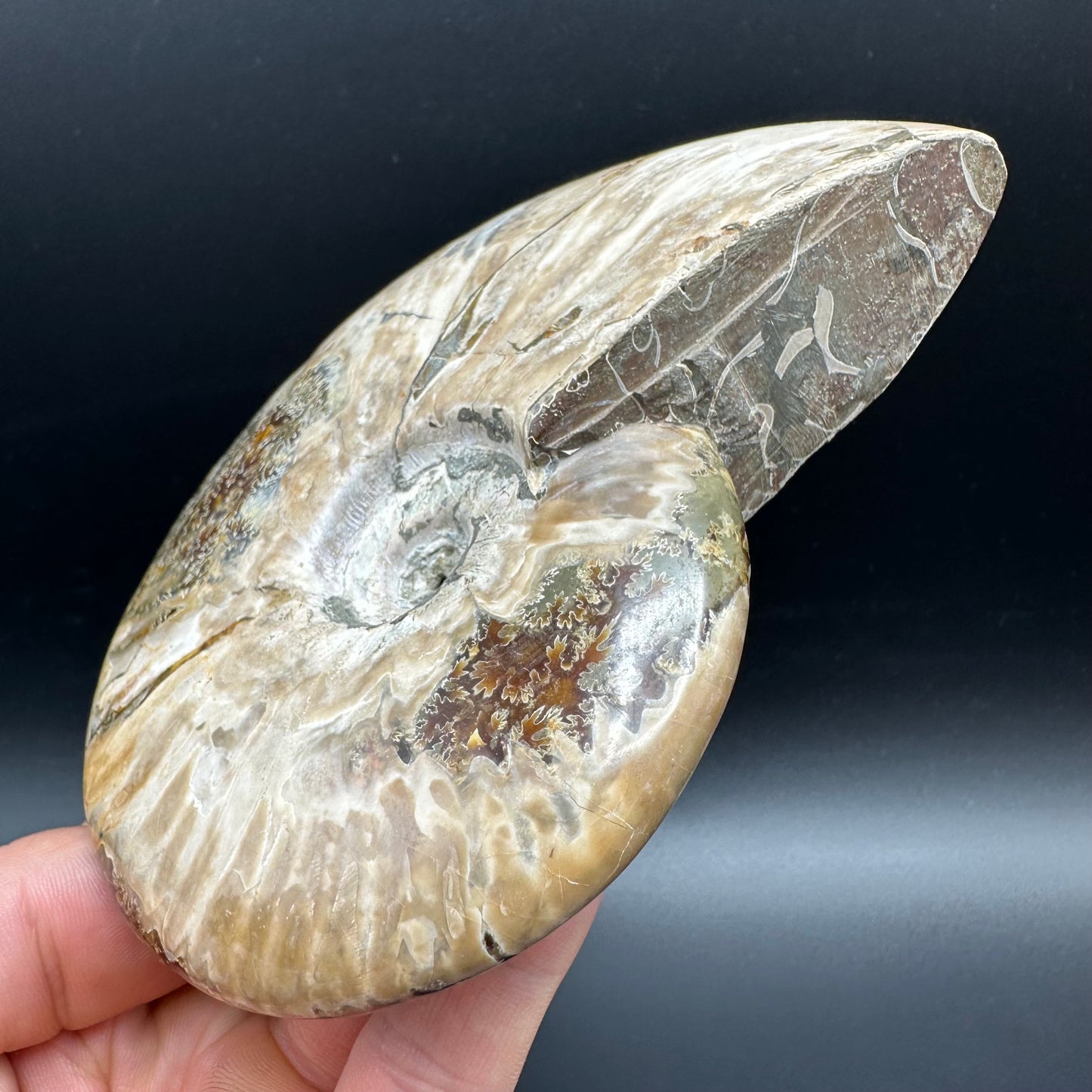 Cleoniceras Ammonite Fossil With Box And Stand - Cretaceous Ammonite Madagascar