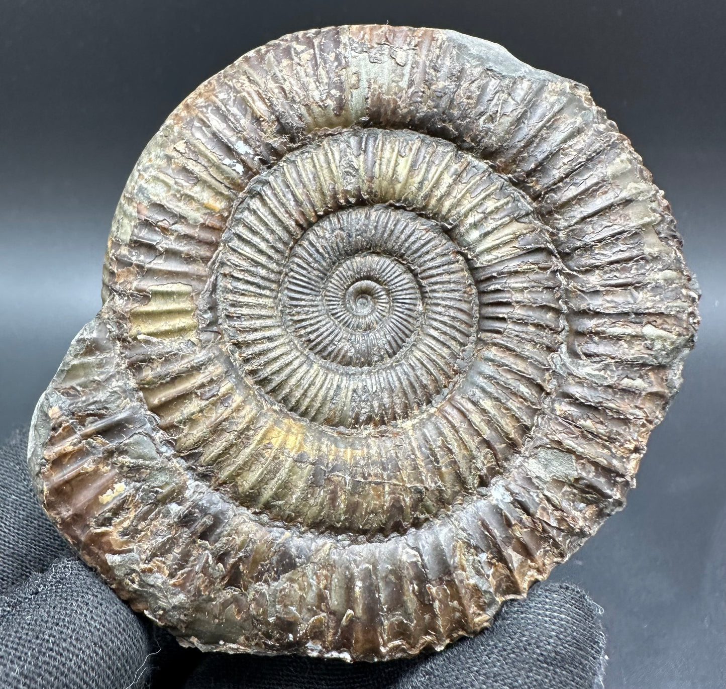 Dactylioceras Ammonite Fossil With Box And Stand - Whitby, North Yorkshire Jurassic Coast Yorkshire Fossils