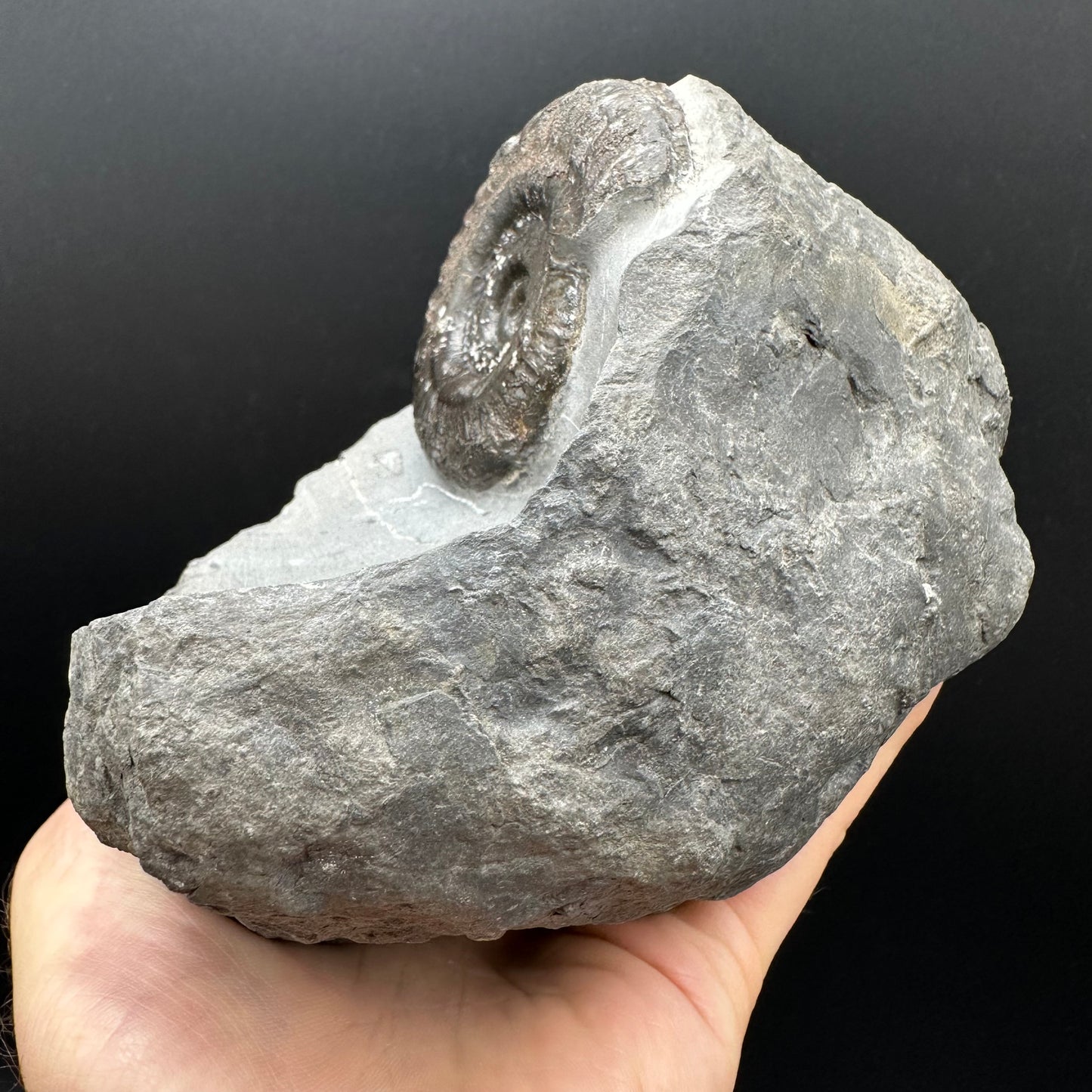 Hildoceras Bifrons Ammonite fossil with stand - Whitby, North Yorkshire Jurassic Coast, Yorkshire Fossils from the Jurassic Coast