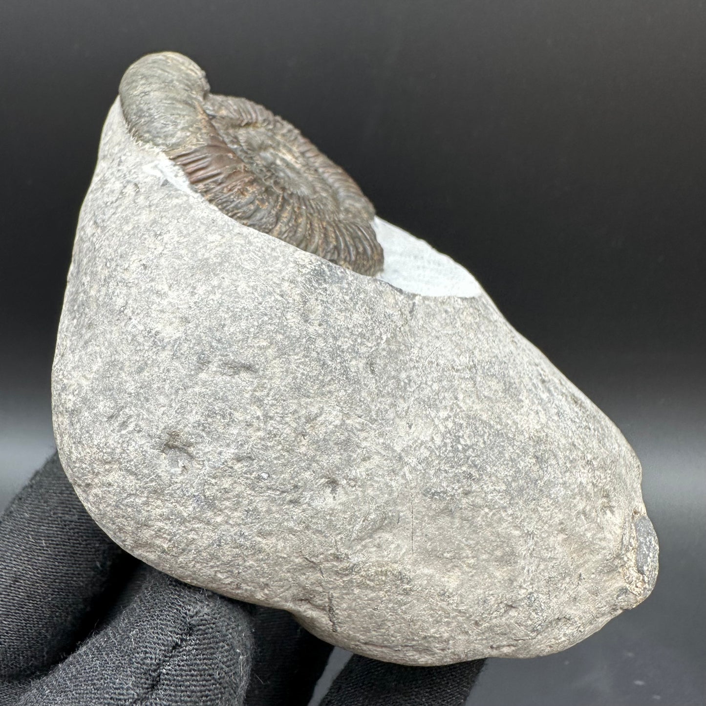 Dactylioceras Ammonite Fossil With Box And Stand - Whitby, North Yorkshire Jurassic Coast Yorkshire Fossils