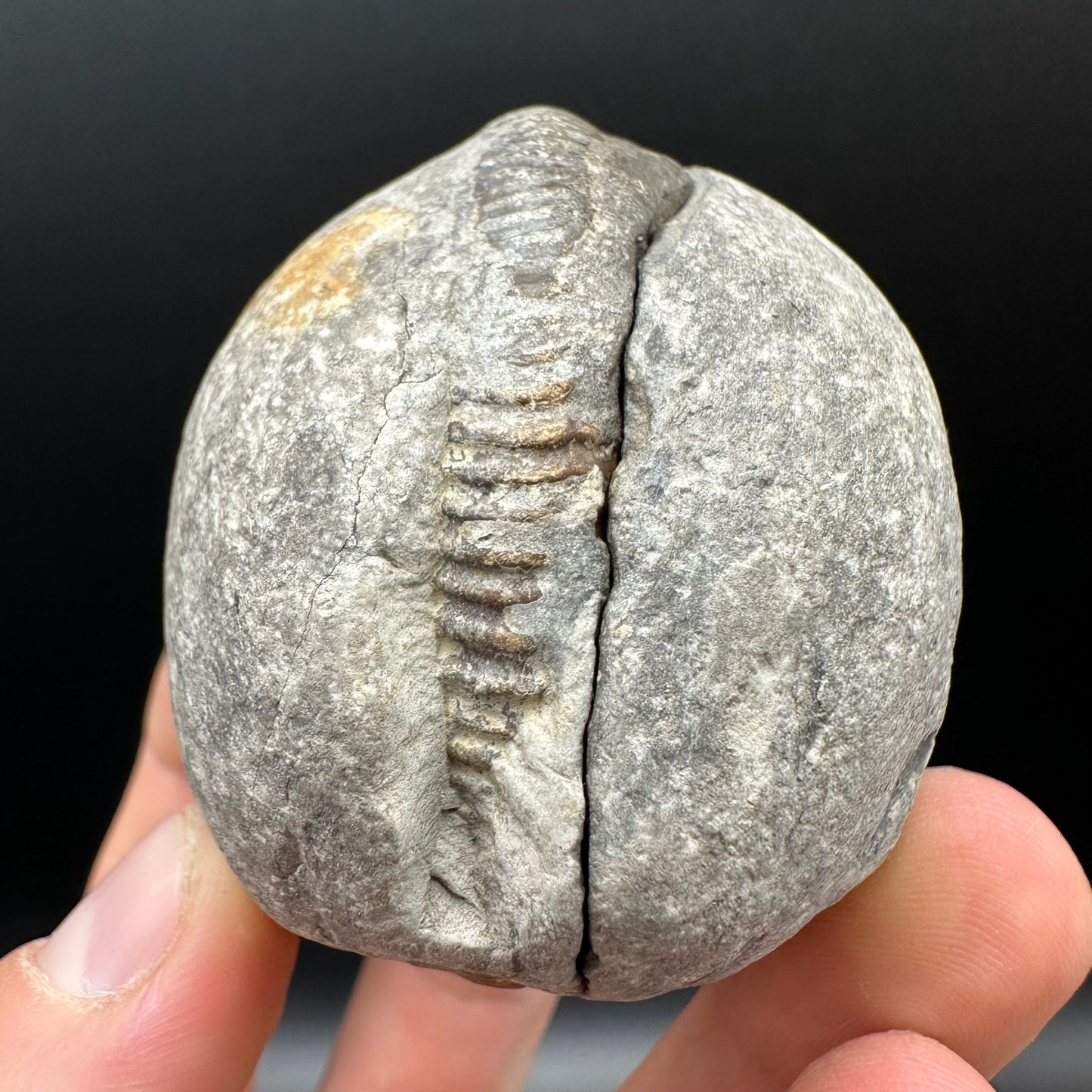 Dactylioceras Ammonite nodule (split pair) Fossil With Box And Stand - Whitby, North Yorkshire Jurassic Coast Yorkshire Fossils