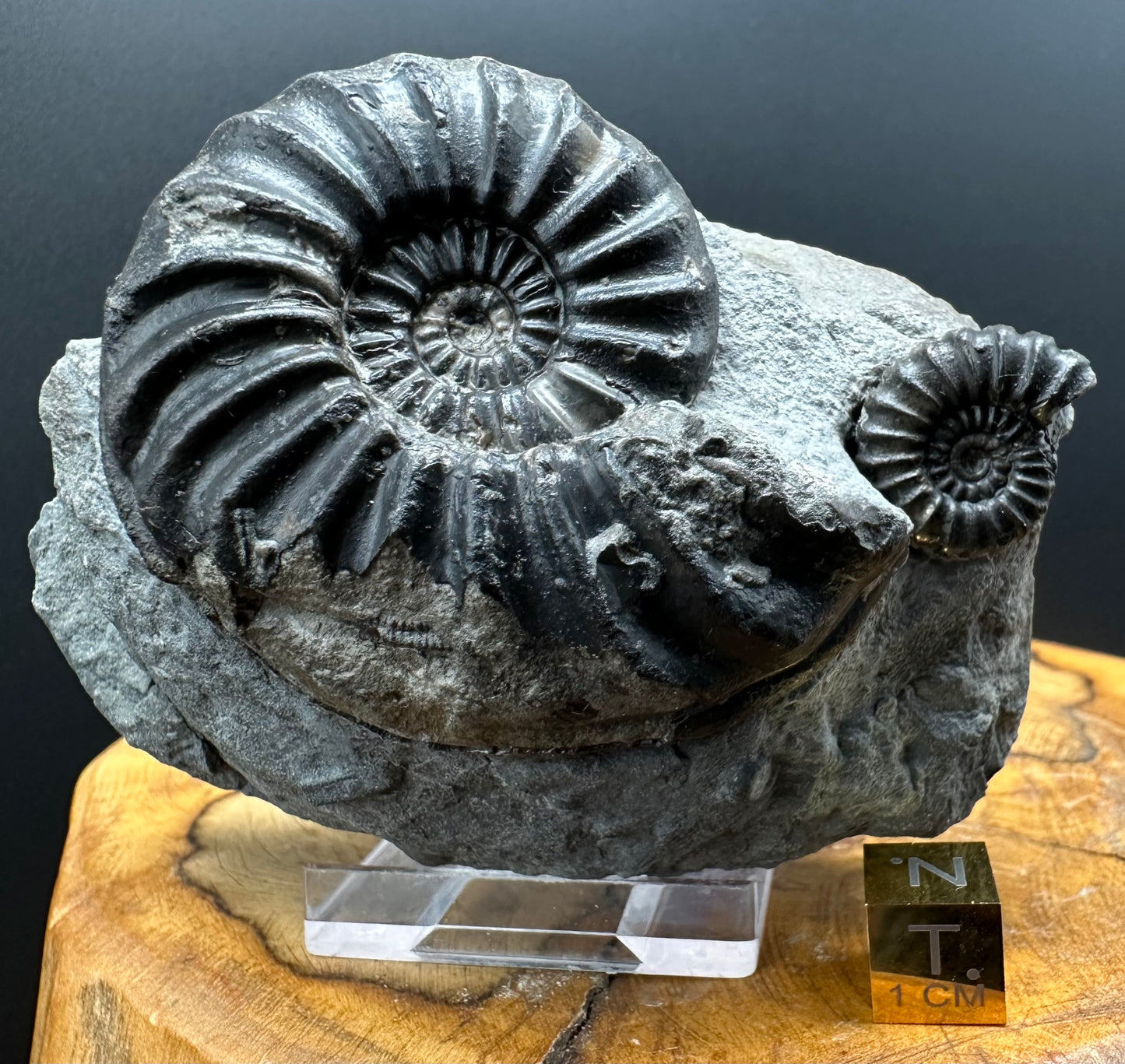 Asteroceras Ammonite fossil with box and stand - Whitby, North Yorkshire Jurassic Coast Yorkshire Fossils