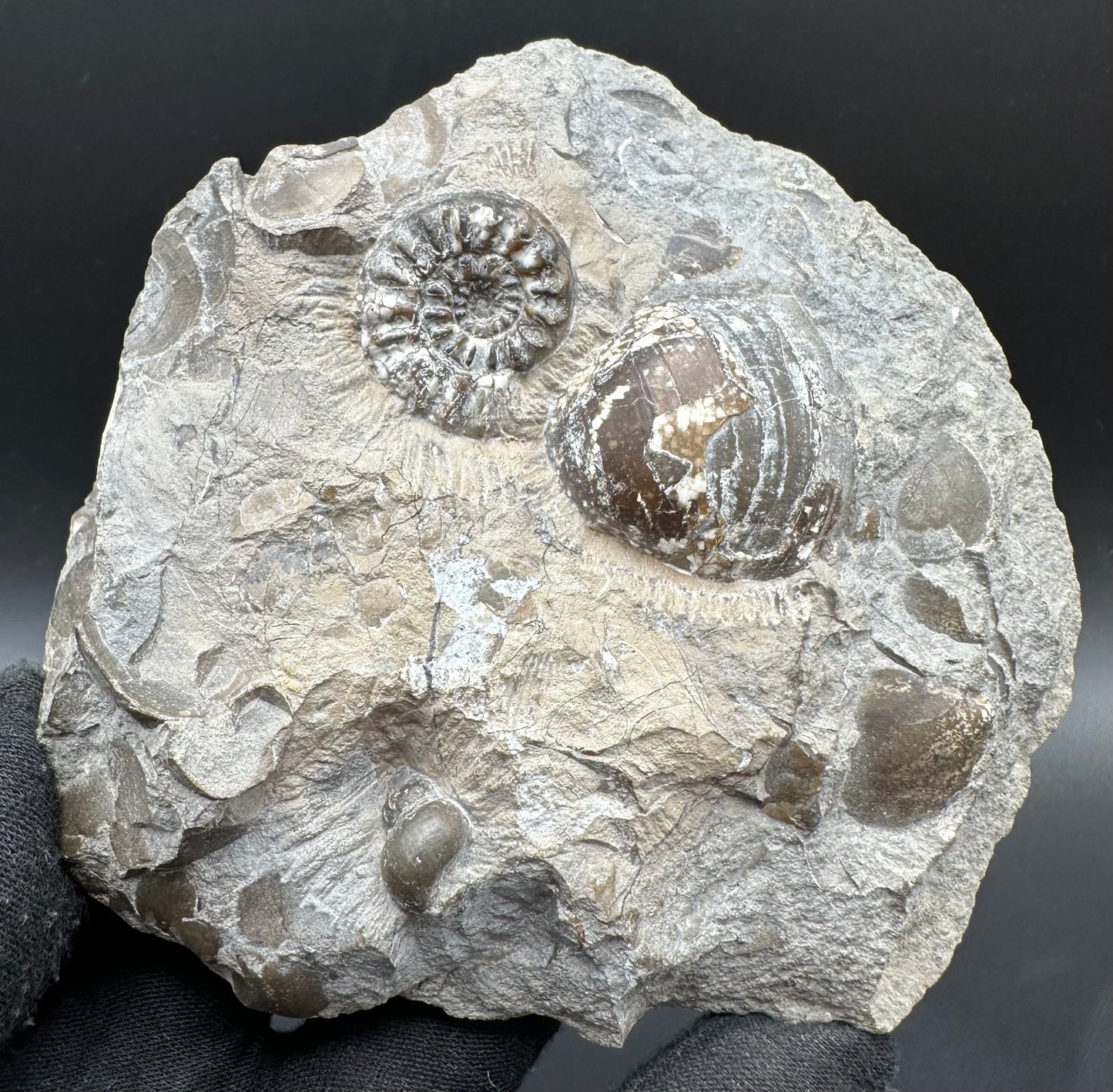 Amaltheus subnodosus Ammonite fossil with box and stand - Whitby, North Yorkshire Jurassic Coast Yorkshire Fossils