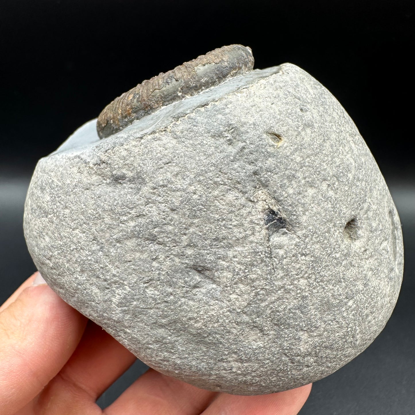 Dactylioceras semicelatum Ammonite fossil with box and stand - Whitby, North Yorkshire Jurassic Coast Yorkshire Fossils