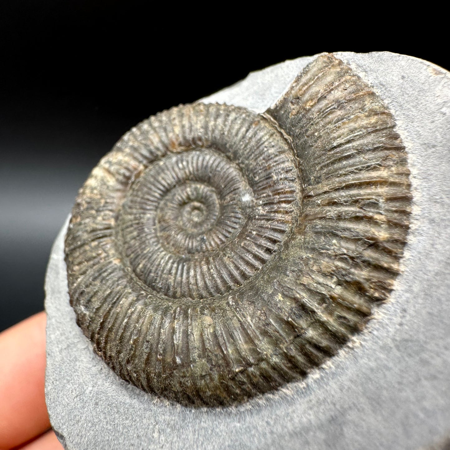 Dactylioceras Ammonite Fossil With Box And Stand - Whitby, North Yorkshire Jurassic Coast Yorkshire Fossils