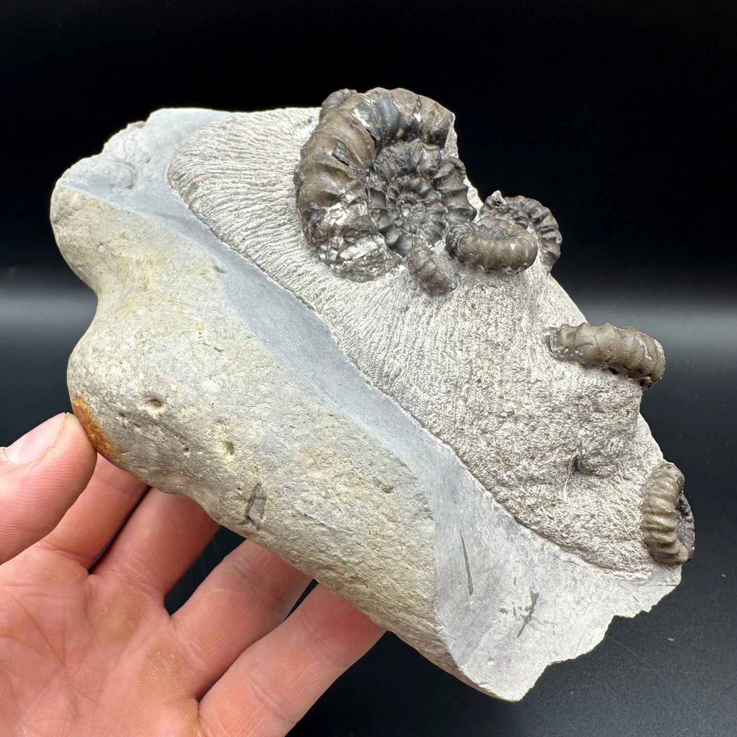 Androgynoceras maculatum ammonite fossil with stand - Whitby, North Yorkshire Jurassic Coast Yorkshire Fossils