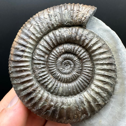 Dactylioceras Ammonite Fossil With box and Stand - Whitby, North Yorkshire Jurassic Coast Yorkshire Fossils
