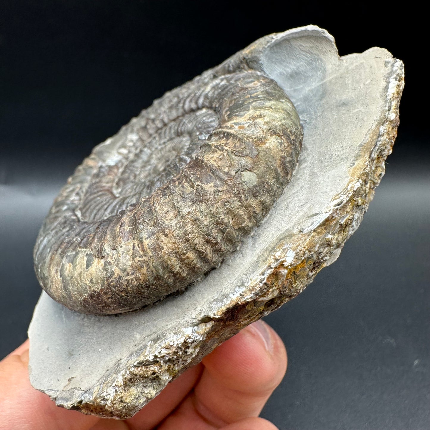 Dactylioceras Ammonite Fossil With Box And Stand - Whitby, North Yorkshire Jurassic Coast Yorkshire Fossils